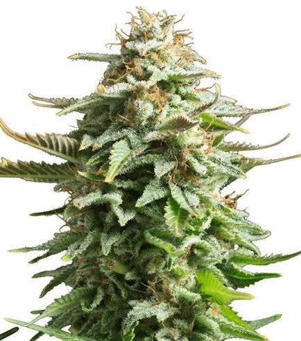 Amnesia Haze (Zativo)