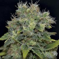Auto Yumbolt (cbd s)