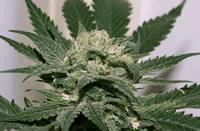 Sweet Pink Grapefruit S1
