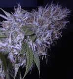 Early-Pearl / Northernlight