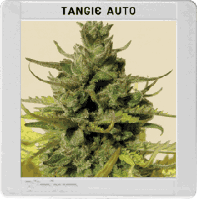 Tangie Autoflowering (BBS)