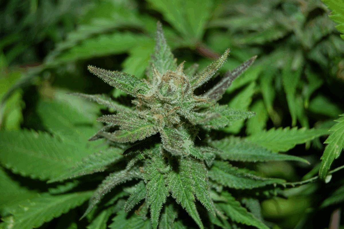 Sweet Pink Grapefruit