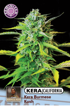 Kera Burmese Kush