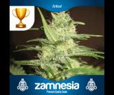 Critical (Zam)