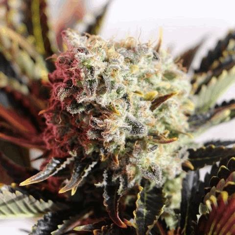 White Widow (ACSB)