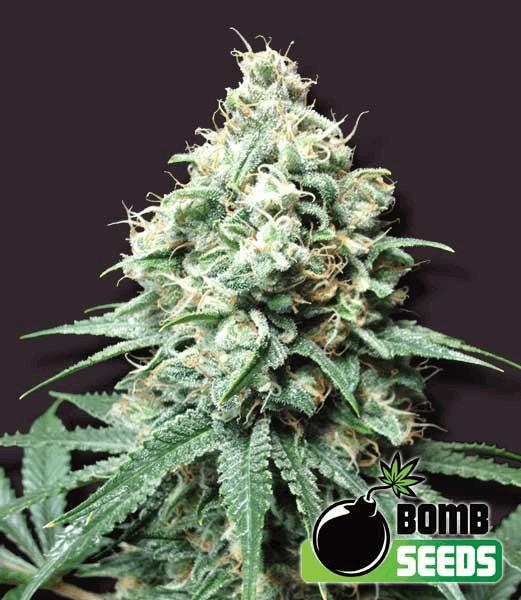 Kush bomb
