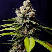 Blueberry 420