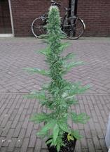 Parvatie (hg)