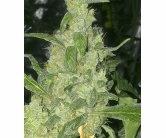 Turing Autoflowering
