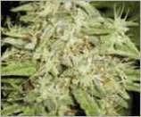 Californian Orange Bud