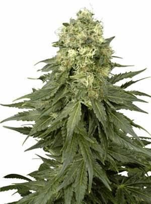 White Widow (White Label)