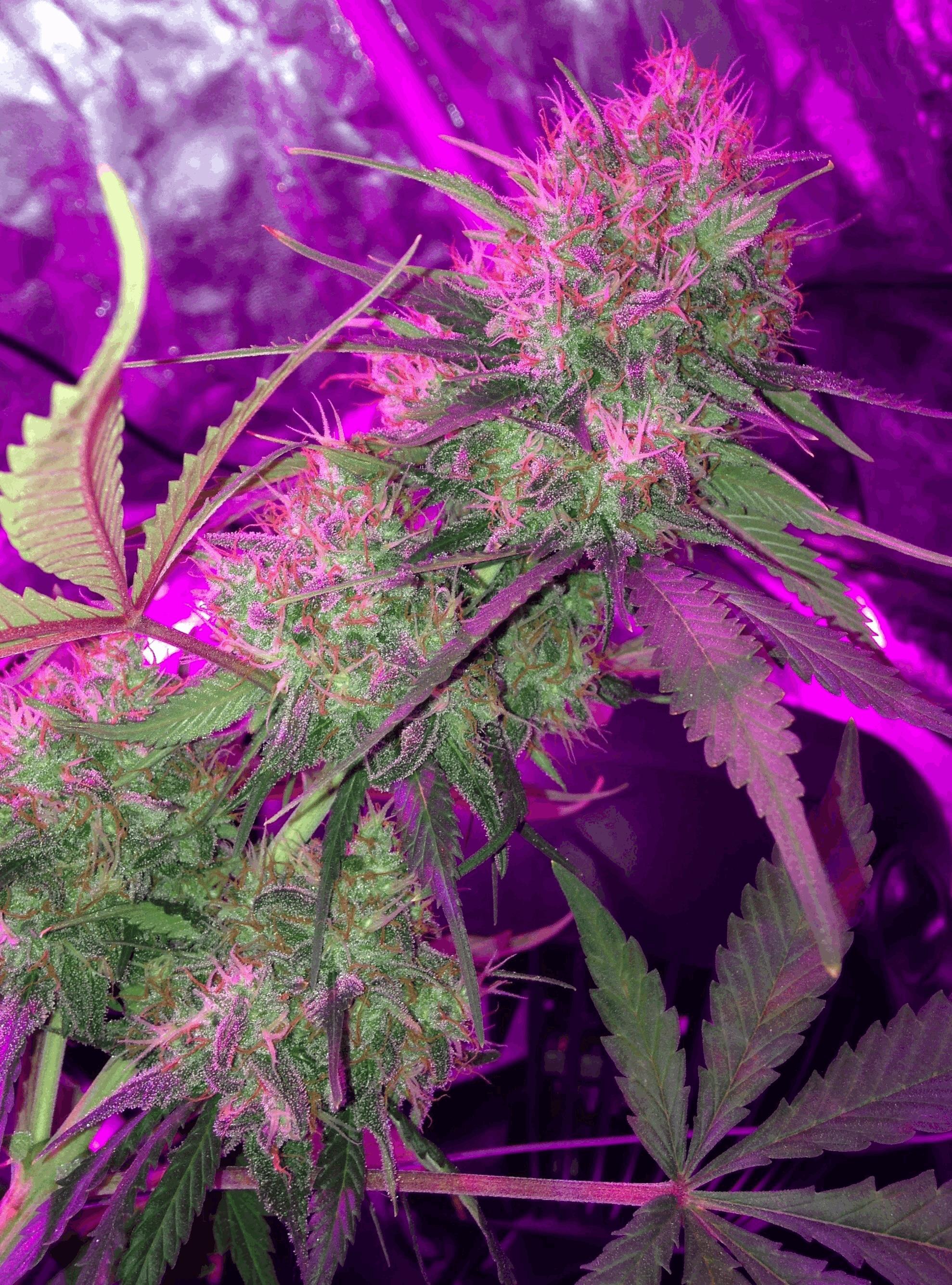 Super Silver Cheese (R.D.G)
