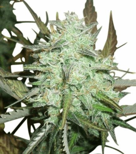 Blueberry Autofloraison (Zativo)