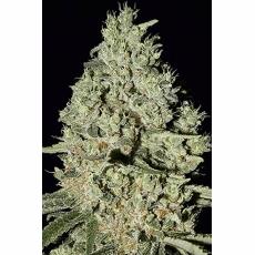 Dfa Autoflowering