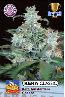 Kera Amsterdam Cheese