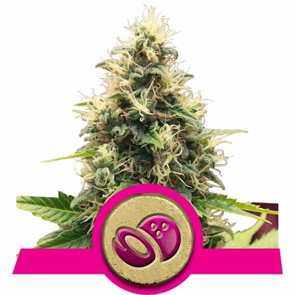 Somango XL (RQS)