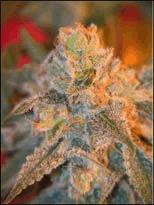 Grapefruit (nf)
