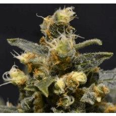 AK (Cbd s)