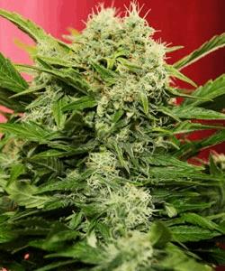 Chronic Ryder