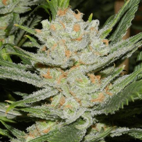 White Lemon (ACSB)