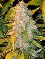 Legends Ultimate Indica  (LUI)