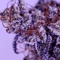 Girl Scout Cookies