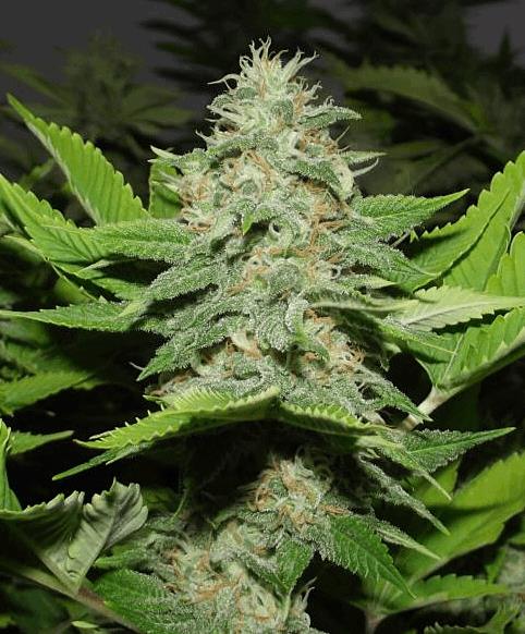 Walker Kush