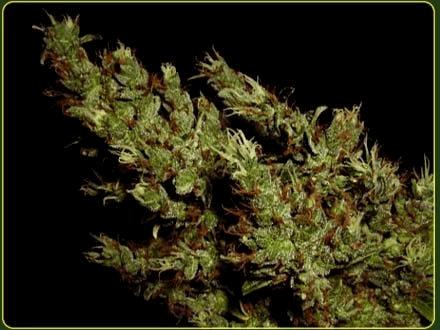 G13 Haze - Haze Heaven