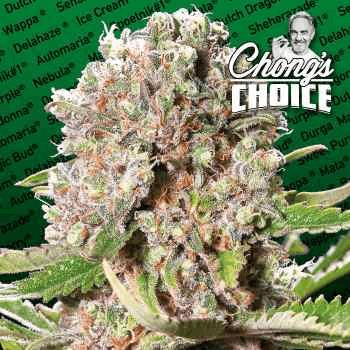 Mendocino skunk