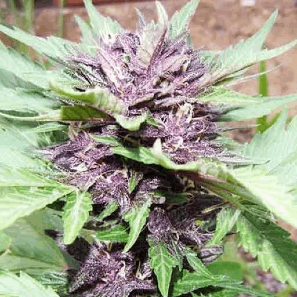 Jota Mayúscula Purple Auto