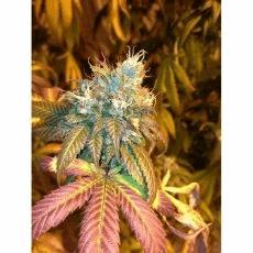 Sour Secret