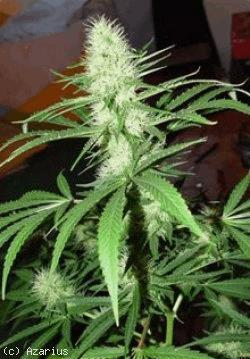 Northern Light x Big Bud