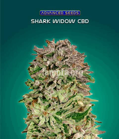 Shark Widow CBD