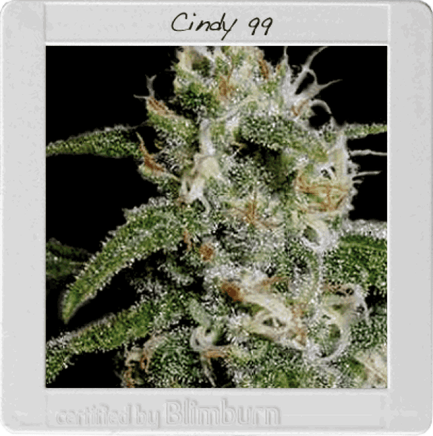 Cindy's 99 (BBS)
