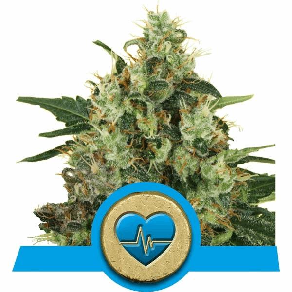 Medical Mass (RQS)