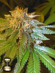 LA Confidential