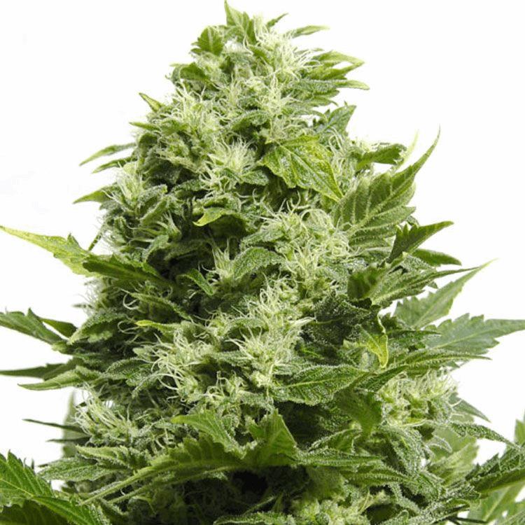Dr Cheese