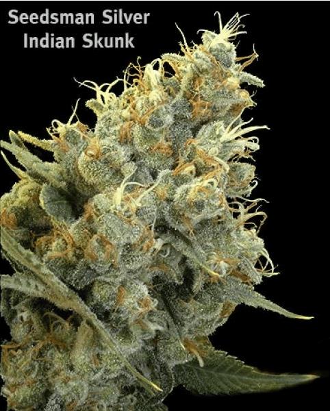 Indian Skunk