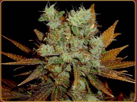 Somango