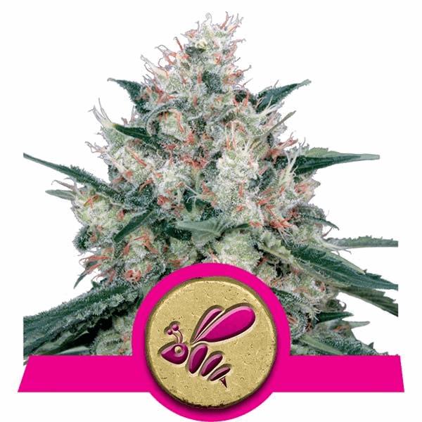 Honey Cream - Fast Flowering (RQS)