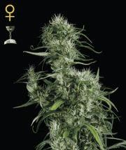 Neville's Haze (ghs)