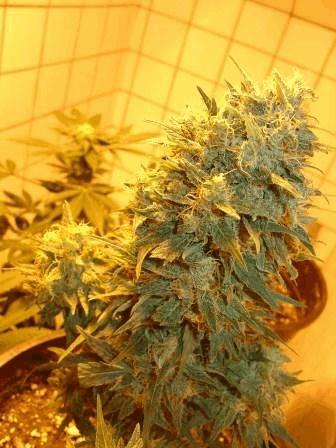 Northern Light (Hmgf)