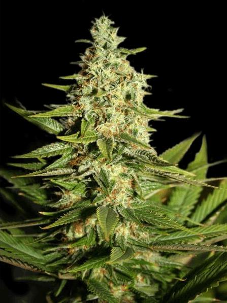 G13 Skunk (SM)