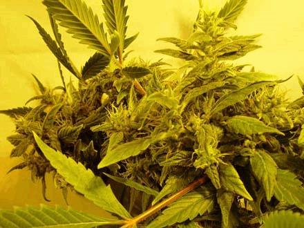 G13 Haze Somativa