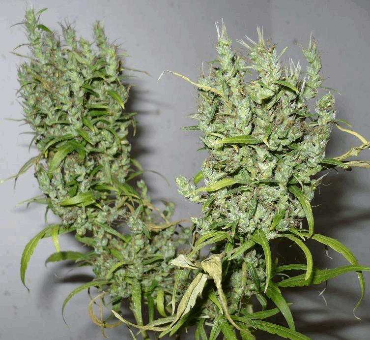 Ghana (CannaBioGen)