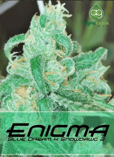 Enigma