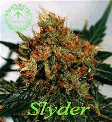 Slyder