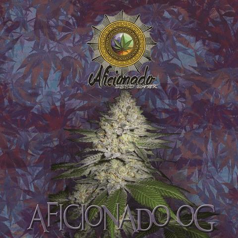 Aficionado OG