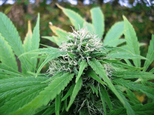 Nl5 x Skunk