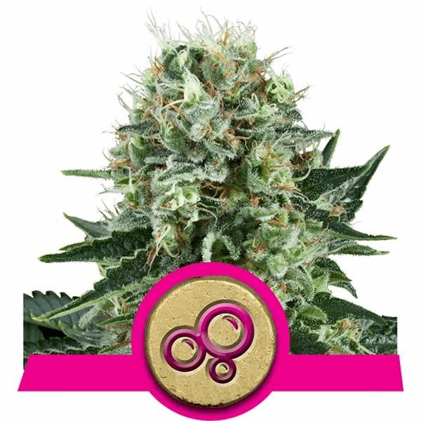 Bubble Kush (RQS)